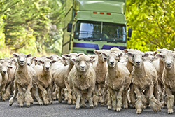 Before the Truck Arrives: Why Livestock Welfare Starts at the Farm Gate